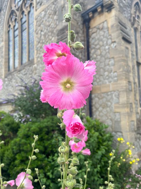 A close-up of a tall stalk of pink hollyhock flowers with multiple blossoms and buds, set outdoors in front of a historic brick building with large windows. The hollyhock's petals are ruffled and vibr