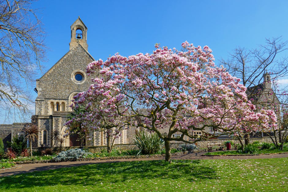 A vibrant pink flowering tree with abundant blossoms stretches across a landscaped garden in front of a historic stone church with a tall bell tower and arched windows. The tree's blossoms are full an